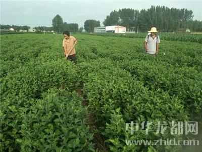 西華縣清河驛鄉(xiāng) 扶貧菊花香飄四方，農(nóng)副產(chǎn)品銷(xiāo)售譜新篇