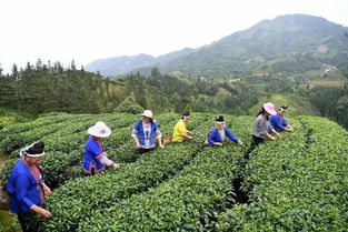三江扶貧隊員 侗歌傳唱新生活，農副產品暢銷路